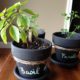 Wellness Inspired Gift Idea: Chalkboard Potted Plants & Herbs