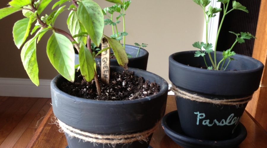 Wellness Inspired Gift Idea: Chalkboard Potted Plants & Herbs